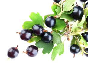 Wild black currant with green leaves isolated on white