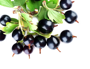 Wild black currant with green leaves isolated on white