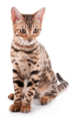 Beautiful Bengal kitten isolated on white