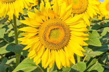 Sunny yellow sunflower in a field close up