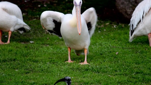 Grandes pel&iacute;canos blancos en el Zoo. Argentina 
Grandes pel&iacute;canos blancos, dos tomas de video diferentes en un archivo de v&iacute;deo