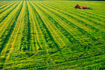 Old farm tractor in a field.