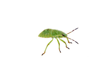 Green shield bug on a white background