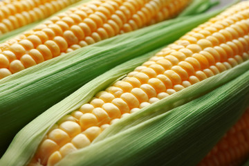Fresh corn on cobs, closeup