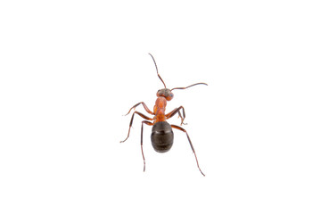 Brown ant on a white background