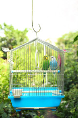 Cute colorful budgies in cage, outdoors