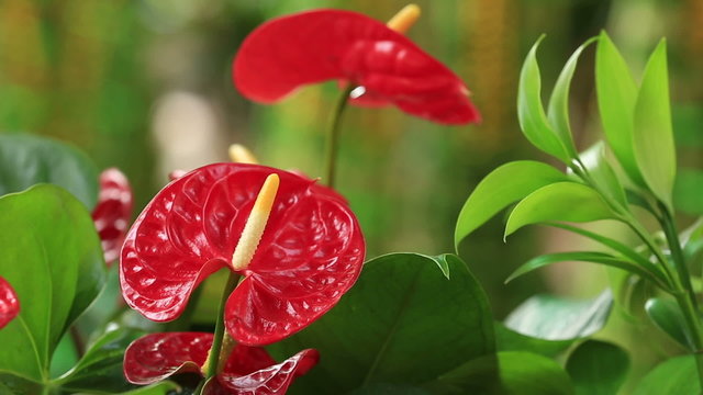 red anthurium flower in botanic garden 