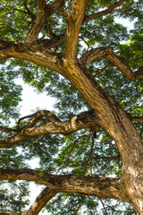 mimosa tree branches