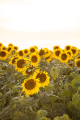 Sunflower Field