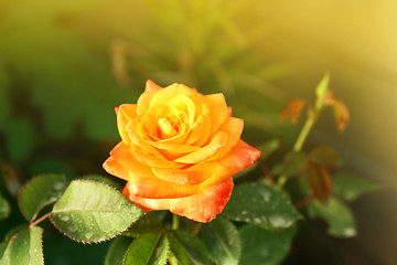 Beautiful bright rose in the garden