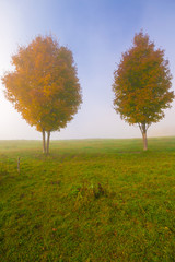 Fototapeta premium Pair of maple trees in the autumn mist.