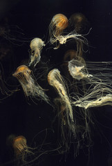 Fototapeta premium Japanese sea nettle Jellyfish, Chrysaora pacifica, can range in color from gold to red. Their dark stripes extend from the top to the bottom of the bell