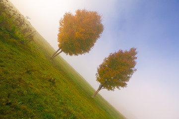 Two maple trees on a foggy autumn morning