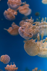 Spotted lagoon jelly, golden medusa, Mastigias papua, is from the Indo-Pacific. This jellyfish has...