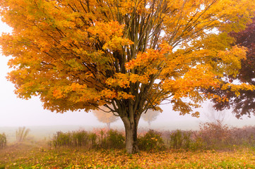 Lone maple tree on a foggy fall morning in Vermont, USA