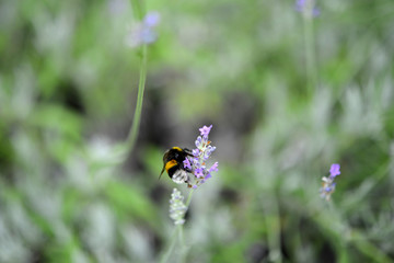Lavendel
