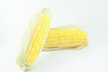 corn / Fresh corn isolated on white background