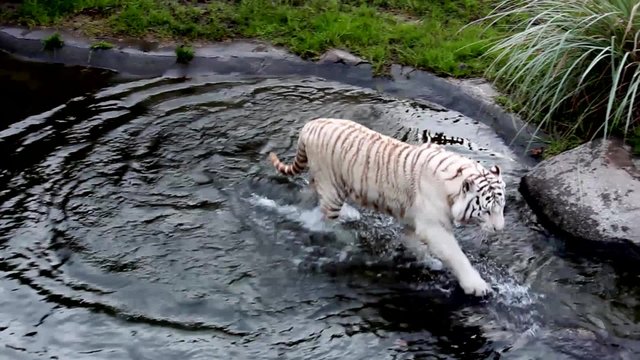 Tigre de Bengala blanco, pasea por la charca. Zoo en la Argentina
Tigre de Bengala blanco, tres tomas de video diferentes en un archivo de v&iacute;deo