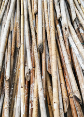 Bamboo pile
