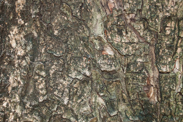 Texture of tree bark / Texture of brown tree bark