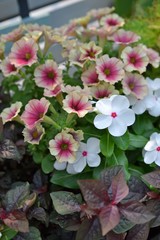 アンティークカラーのペチュニアと白いビンカの寄せ植え