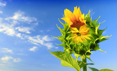 Close-up of the green bud of a sunflower