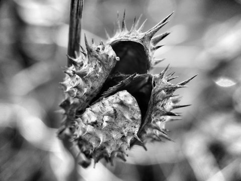 Spiked Seed