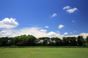 Glass field with blue sky and cloud