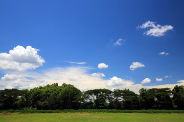 Glass field with blue sky and cloud