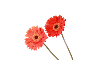Red daisy flower pair photographed against white background.