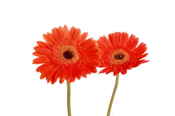 Pair of daisy flower photographed against white background.