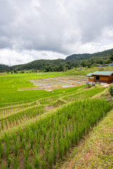 Fototapeta na wymiar Terraced rice fields in Ban Mae Klang Luang Chiangmai ,Thailand.