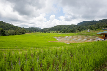 Terraced rice fields in Ban Mae Klang Luang. Chiang Mai ,Thailand.