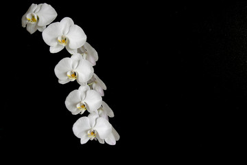 Fototapeta na wymiar Closed up of white orchids on the black background