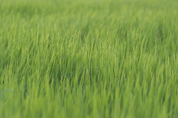 Obraz premium rice filed, selective focus ,close up, abstract background ,defused