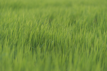 Obraz premium rice filed, selective focus ,close up, abstract background ,defused