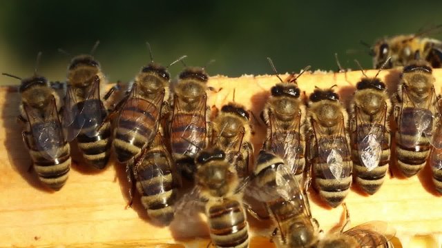 Young bees learn about the world around them.