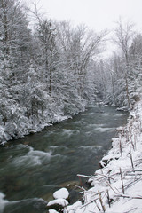 Snow covered pine trees on the side of a river in the winter.