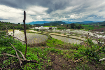 Fototapeta na wymiar Terraced Rice Field in Chiangmai, Thailand