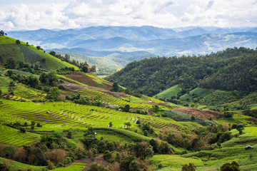 Terraced rice field in Pa Pong Pieng. Chiang Mai ,Thailand.