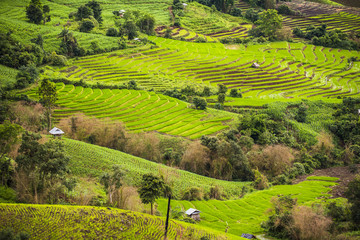 Terraced rice field in Pa Pong Pieng. Chiang Mai ,Thailand.