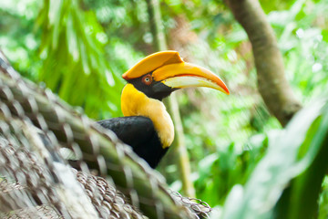 Obraz premium Great hornbill (Buceros bicornis), also known as the great India