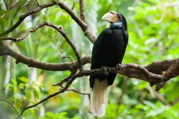 Wreathed Hornbill (Bar-pouched) bird on tree usually fine in Tha