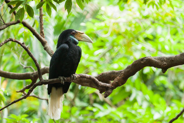 Wreathed Hornbill (Bar-pouched) bird on tree usually fine in Tha