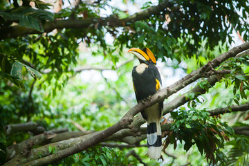 Great hornbill (Buceros bicornis), also known as the great India © wandee007