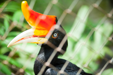 hornbill bird on green natural background