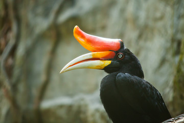 hornbill bird on green natural background