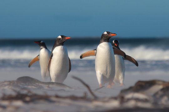 Group of four Gentoo Penguins (Pygoscelis papua) on the beach.