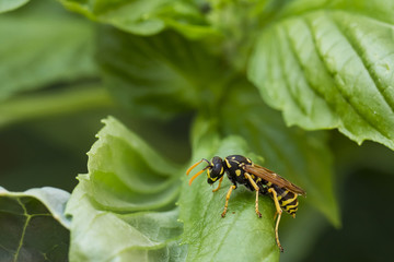 Wespe
