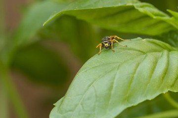 Wespe